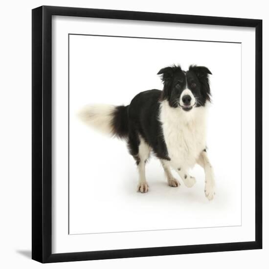 Border Collie Bitch, Running Towards the Camera-Mark Taylor-Framed Photographic Print