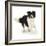 Border Collie Bitch, Running Towards the Camera-Mark Taylor-Framed Photographic Print