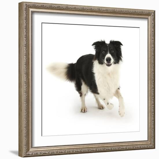 Border Collie Bitch Running-Mark Taylor-Framed Photographic Print