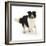 Border Collie Bitch Running-Mark Taylor-Framed Photographic Print