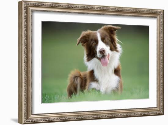 Border Collie Dog Facing-null-Framed Photographic Print