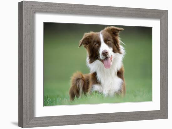 Border Collie Dog Facing-null-Framed Photographic Print