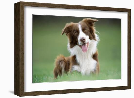 Border Collie Dog Facing-null-Framed Photographic Print