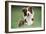 Border Collie Dog Facing-null-Framed Photographic Print