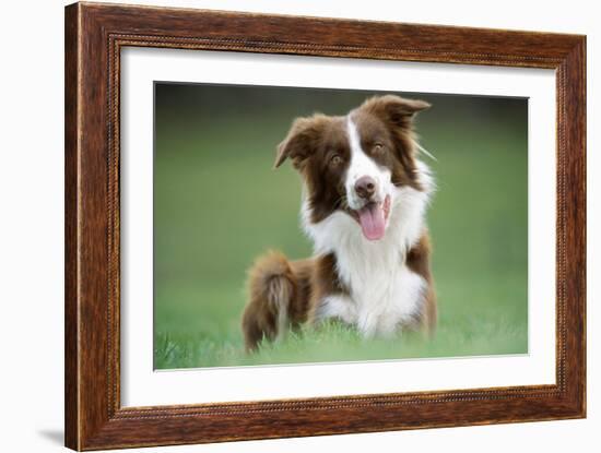 Border Collie Dog Facing-null-Framed Photographic Print