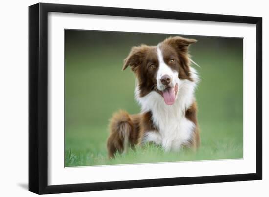 Border Collie Dog Facing-null-Framed Photographic Print