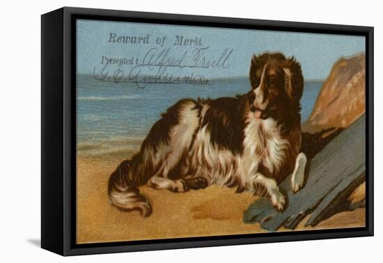 Border Collie Dog on Beach-American School-Framed Premier Image Canvas