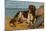 Border Collie Dog on Beach-American School-Mounted Giclee Print