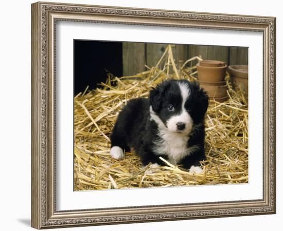 Border Collie Dog Puppy in Straw-null-Framed Photographic Print