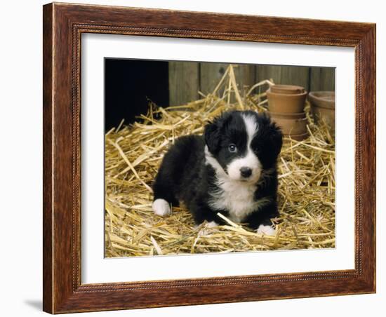 Border Collie Dog Puppy in Straw-null-Framed Photographic Print