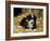 Border Collie Dog Puppy in Straw-null-Framed Photographic Print