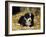 Border Collie Dog Puppy in Straw-null-Framed Photographic Print