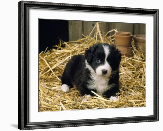 Border Collie Dog Puppy in Straw-null-Framed Photographic Print