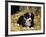 Border Collie Dog Puppy in Straw-null-Framed Photographic Print