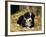 Border Collie Dog Puppy in Straw-null-Framed Photographic Print