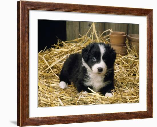 Border Collie Dog Puppy in Straw-null-Framed Photographic Print