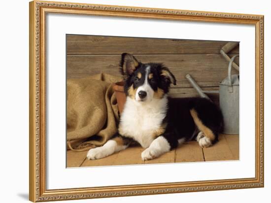 Border Collie Dog Puppy-null-Framed Photographic Print