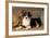 Border Collie Dog Puppy-null-Framed Photographic Print