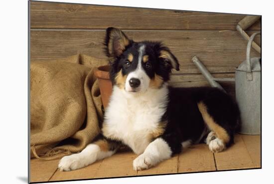 Border Collie Dog Puppy-null-Mounted Photographic Print