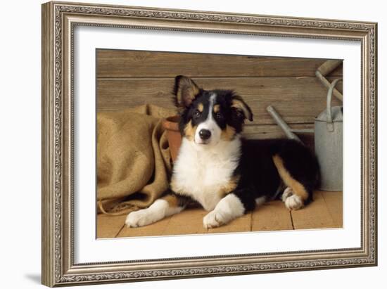 Border Collie Dog Puppy-null-Framed Photographic Print