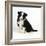 Border Collie Dog Puppy-null-Framed Photographic Print