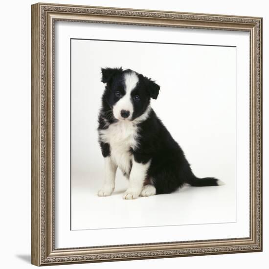 Border Collie Dog Puppy-null-Framed Photographic Print