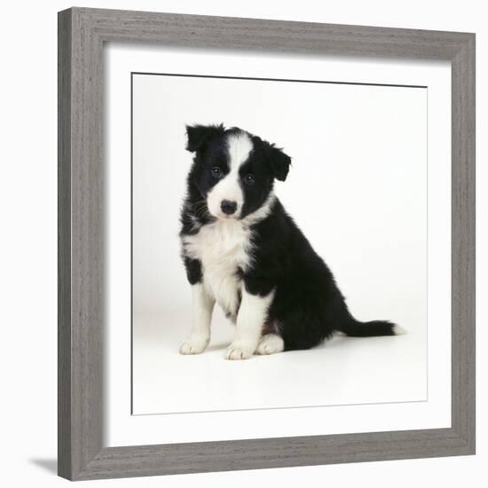 Border Collie Dog Puppy-null-Framed Photographic Print