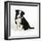 Border Collie Dog Puppy-null-Framed Photographic Print