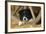 Border Collie Dog Puppy-null-Framed Photographic Print