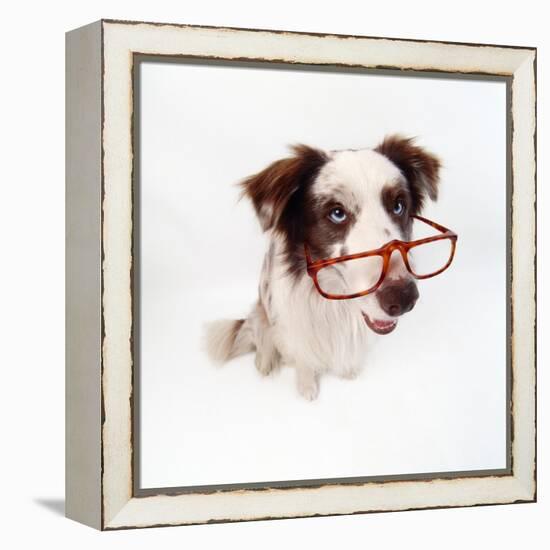 Border Collie Dog Wearing Glasses-null-Framed Premier Image Canvas