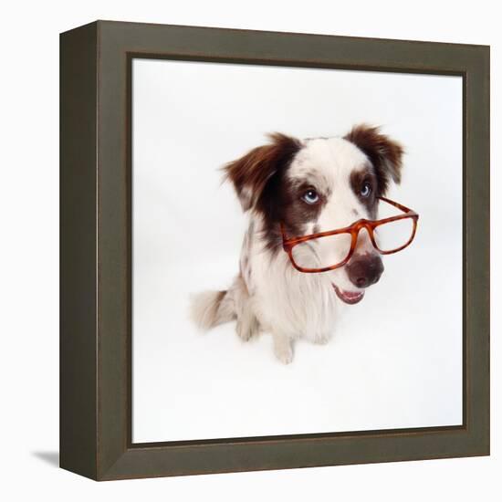 Border Collie Dog Wearing Glasses-null-Framed Premier Image Canvas