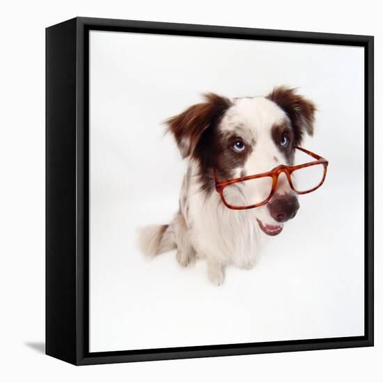 Border Collie Dog Wearing Glasses-null-Framed Premier Image Canvas