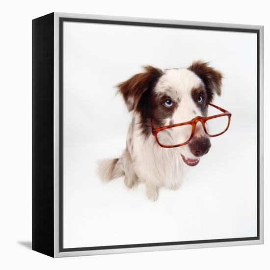 Border Collie Dog Wearing Glasses-null-Framed Premier Image Canvas