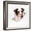 Border Collie Dog Wearing Glasses-null-Framed Photographic Print