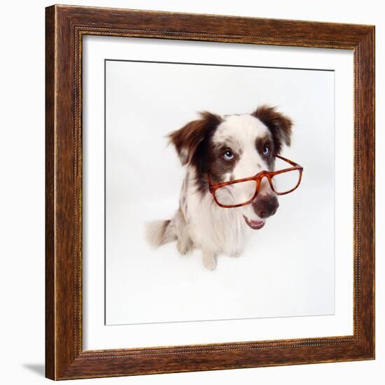 Border Collie Dog Wearing Glasses-null-Framed Photographic Print