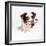 Border Collie Dog Wearing Glasses-null-Framed Photographic Print