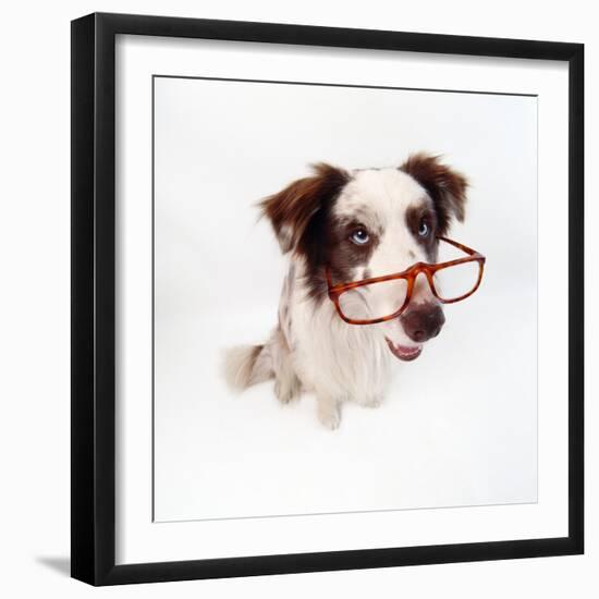Border Collie Dog Wearing Glasses-null-Framed Photographic Print