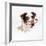 Border Collie Dog Wearing Glasses-null-Framed Photographic Print