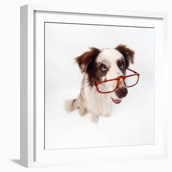 Border Collie Dog Wearing Glasses-null-Framed Photographic Print