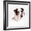 Border Collie Dog Wearing Glasses-null-Framed Photographic Print