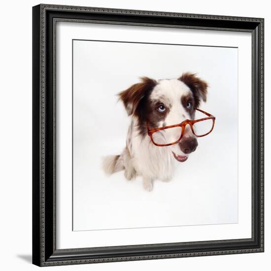 Border Collie Dog Wearing Glasses-null-Framed Photographic Print