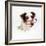 Border Collie Dog Wearing Glasses-null-Framed Photographic Print