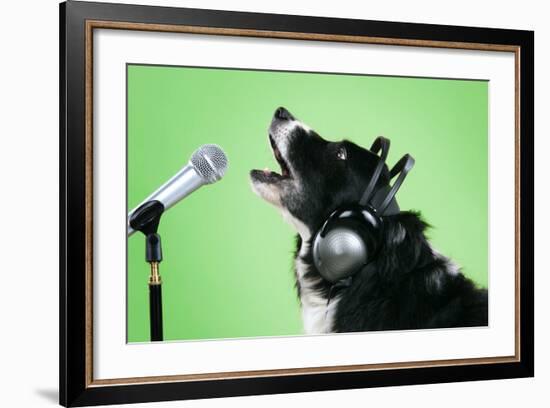 Border Collie Dog with Microphone and Head Phones-null-Framed Photographic Print