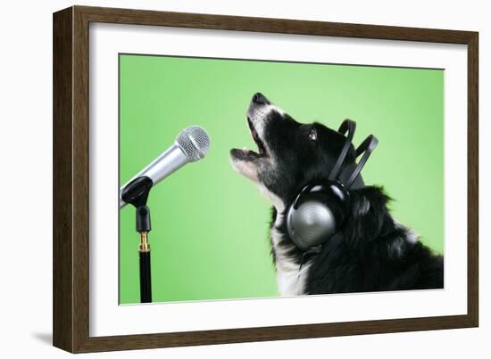 Border Collie Dog with Microphone and Head Phones-null-Framed Photographic Print