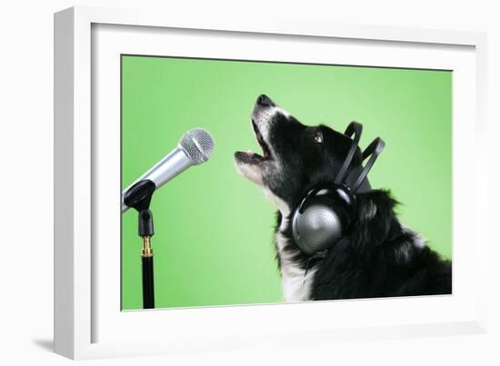 Border Collie Dog with Microphone and Head Phones-null-Framed Photographic Print