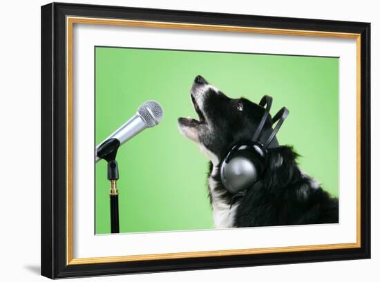 Border Collie Dog with Microphone and Head Phones-null-Framed Photographic Print