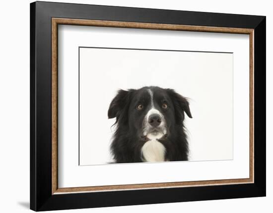 Border Collie Face Portrait-Mark Taylor-Framed Photographic Print