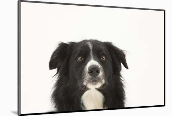 Border Collie Face Portrait-Mark Taylor-Mounted Photographic Print