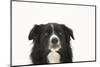 Border Collie Face Portrait-Mark Taylor-Mounted Photographic Print