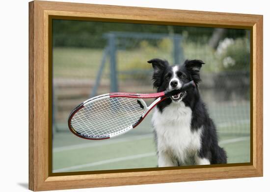 Border Collie Holding Tennis Racket-null-Framed Premier Image Canvas